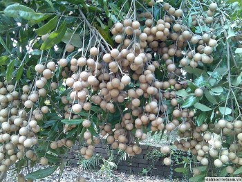 Năm 2023 Việt Nam thu hơn 14 triệu USD từ xuất khẩu nhãn tươi