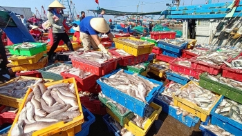 Ngư dân phấn khởi ra khơi đầu năm, thuyền về đầy ắp cá