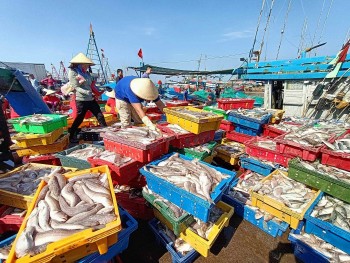 Ngư dân phấn khởi ra khơi đầu năm, thuyền về đầy ắp cá