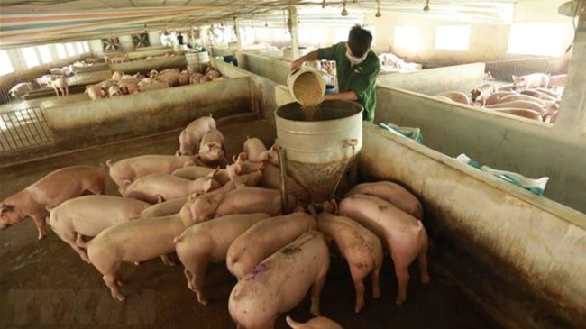 Giá heo hơi hôm nay 18/2: Xu hướng giảm duy trì trong tuần tới?