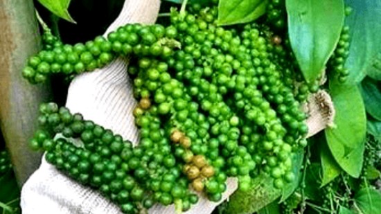 Giá nông sản hôm nay 18/2: Cà phê và hồ tiêu đồng loạt đi lên trong tuần qua