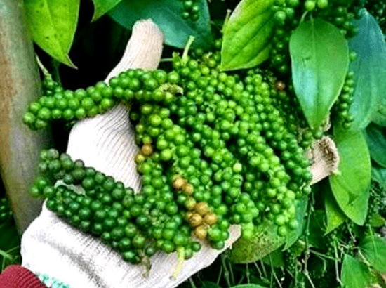 Giá nông sản hôm nay 18/2: Cà phê và hồ tiêu đồng loạt đi lên trong tuần qua