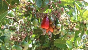 Nông dân "thủ phủ" điều Bình Phước bắt đầu vào vụ thu hoạch