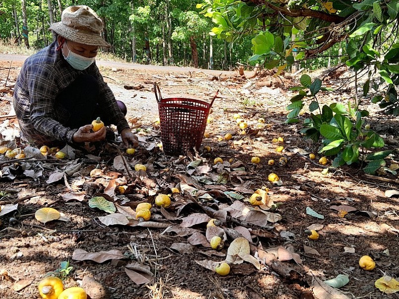Nông dân "thủ phủ" điều Bình Phước bắt đầu vào vụ thu hoạch