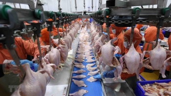 Tin vui cho doanh nghiệp xuất khẩu thịt gia cầm đầu năm mới
