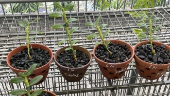 Lan đột biến sốt giá trở lại và sự thật bất ngờ