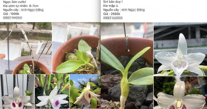 Những loại lan đột biến từng được chuyển nhượng với giá tiền tỷ nay rao bán la liệt trên chợ online.