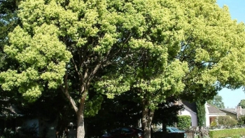 Long não - Cây thuốc đa năng với nhiều ứng dụng trong đời sống