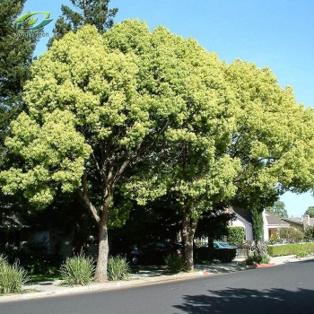 Long não - Cây thuốc đa năng với nhiều ứng dụng trong đời sống