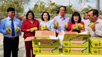 An Giang xuất khẩu thành công lô xoài hạt lép đầu tiên sang Hàn Quốc