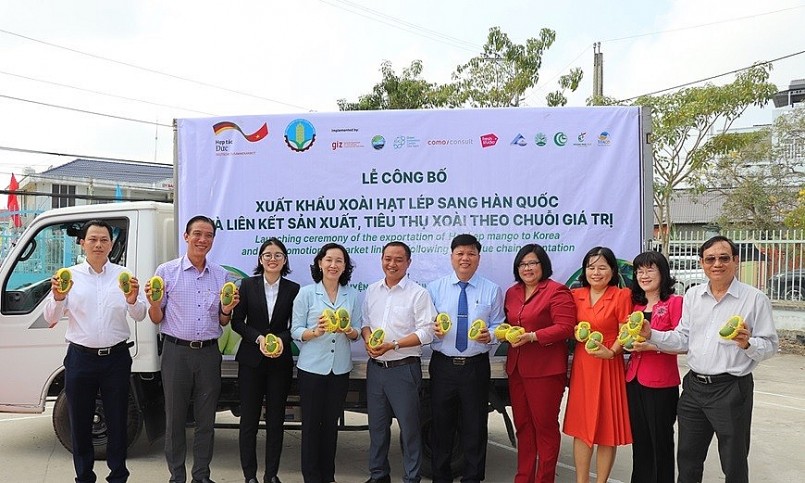 An Giang xuất khẩu thành công lô xoài hạt lép đầu tiên sang Hàn Quốc An Giang xuất khẩu thành công lô xoài hạt lép đầu tiên sang Hàn Quốc