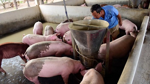 Giá heo hơi hôm nay 20/2: Thị trường biến động không đồng nhất