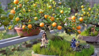 Quả quất cảnh ngày Tết có ăn được không?