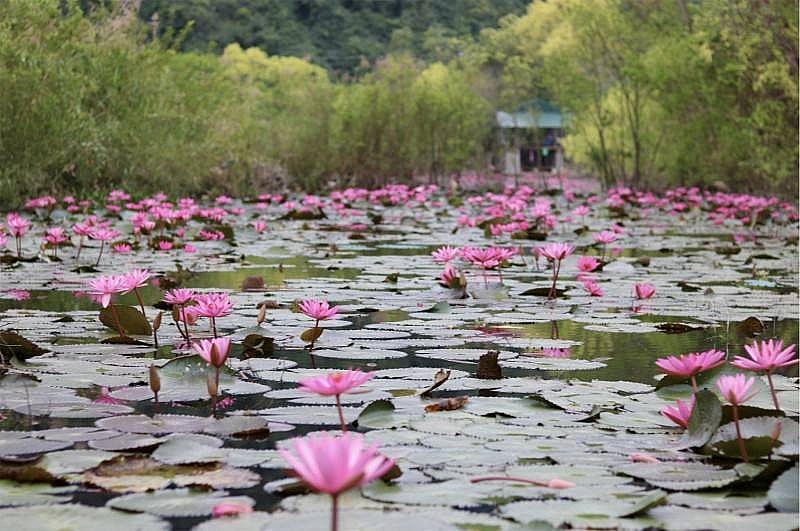 Đầm sen Hang Múa trở thành điểm check-in lý tưởng thu hút rất đông đảo khách du lịch Đầm sen Hang Múa trở thành điểm check-in lý tưởng thu hút rất đông đảo khách du lịch