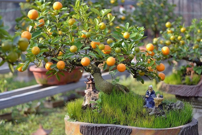 Quả quất cảnh ngày Tết có ăn được không? Quả quất cảnh ngày Tết có ăn được không?