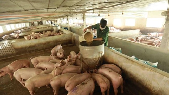 Giá heo hơi hôm nay 21/2: Tăng tại nhiều tỉnh thành phía Nam