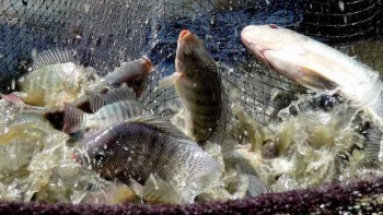 Brazil dừng nhập khẩu cá rô phi Việt Nam