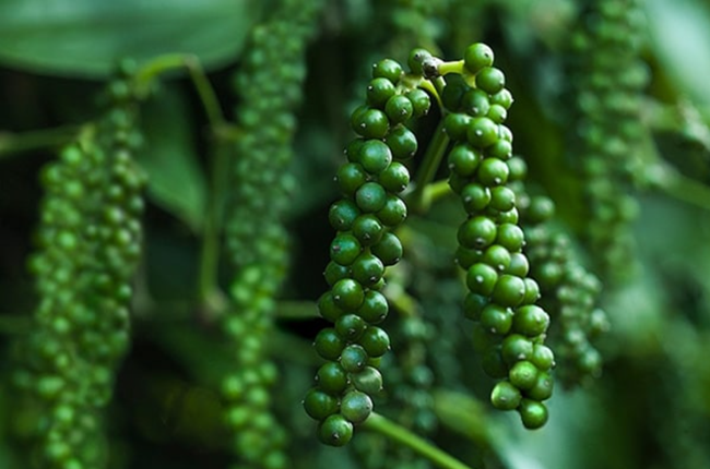 Giá nông sản hôm nay 22/2: Cà phê và hồ tiêu đồng loạt tăng