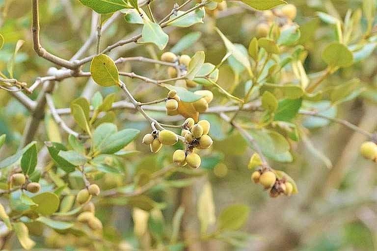 Quả mắm có rất nhiều hình dạng khác nhau và bên ngoài có một lớp lông tơ.