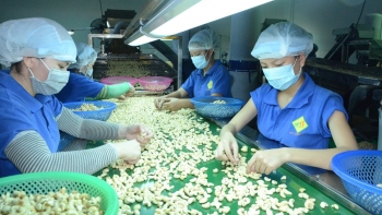 Hạt điều Bình Phước đóng góp 32% năng lực xuất khẩu điều quốc gia