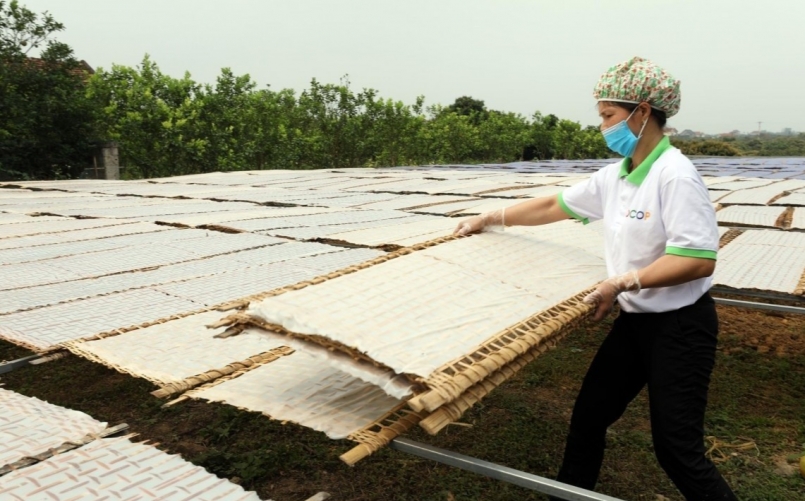 HTX sản xuất kinh doanh tiêu thụ mỳ Trại Lâm. ẢNH Congthuong.vn