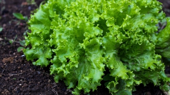 Rau xà lách - "Siêu thực phẩm" giúp giảm mỡ máu, cholesterol sau Tết