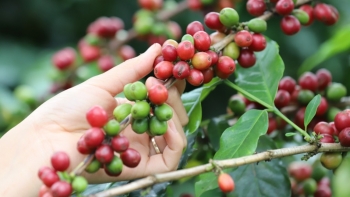 Giá lợn, hồ tiêu, cà phê đồng loạt tăng, nhà nông kỳ vọng một năm no ấm