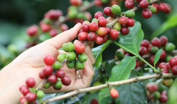 Giá lợn, hồ tiêu, cà phê đồng loạt tăng, nhà nông kỳ vọng một năm no ấm