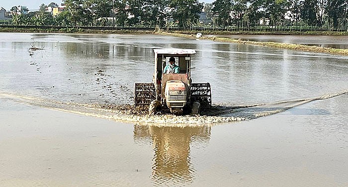 98% diện tích gieo cấy trên địa bàn Hải Dương đã đổ ải