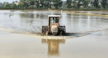 98% diện tích gieo cấy trên địa bàn Hải Dương đã đổ ải