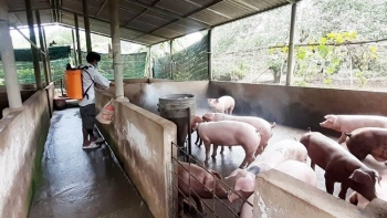 Giá heo hơi hôm nay 23/2: Tăng rải rác tại một số địa phương