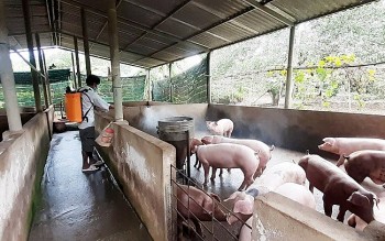 Giá heo hơi hôm nay 23/2: Tăng rải rác tại một số địa phương