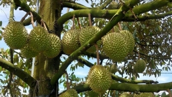 Đâu là nguyên nhân sụt giảm của ngành rau quả Việt trong tháng 2?