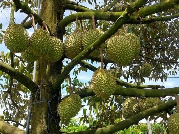 Đâu là nguyên nhân sụt giảm của ngành rau quả Việt trong tháng 2?