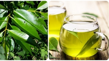 Nước vối - Giải khát thanh mát, tốt cho sức khỏe