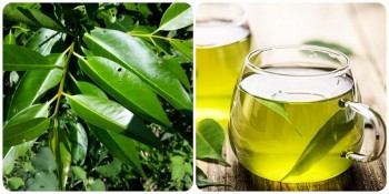 Nước vối - Giải khát thanh mát, tốt cho sức khỏe