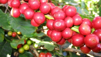 Giá nông sản hôm nay 24/2: Cà phê và hồ tiêu tăng mạnh