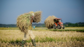 Yếu tố tâm lý khiến giá lúa gạo giảm mạnh sau Tết?