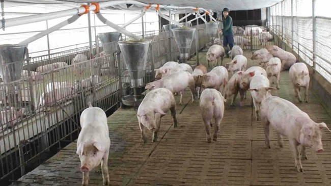 Giá heo hơi hôm nay 25/2: Thị trường tiếp diễn trái chiều trong tuần tới?