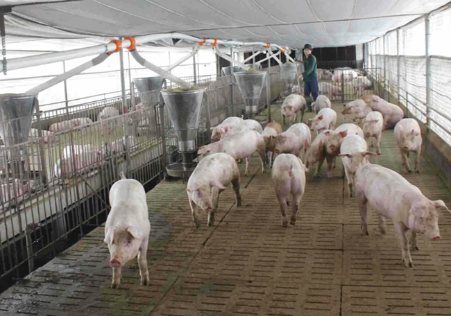 Giá heo hơi hôm nay 25/2: Thị trường tiếp diễn trái chiều trong tuần tới?
