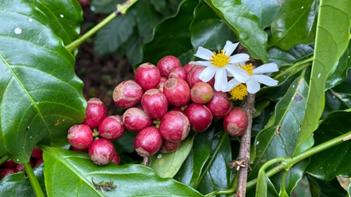 Giá nông sản hôm nay 25/2: Cà phê và hồ tiêu liên tục tăng trong tuần qua