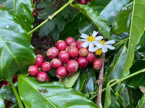 Giá nông sản hôm nay 25/2: Cà phê và hồ tiêu liên tục tăng trong tuần qua