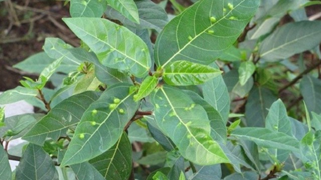 Loại rau được coi là mang lại may mắn nhưng chỉ tốt khi ăn sống