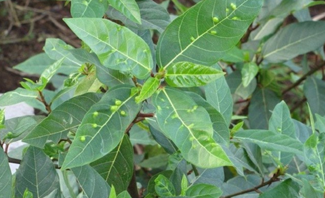 Loại rau được coi là mang lại may mắn nhưng chỉ tốt khi ăn sống