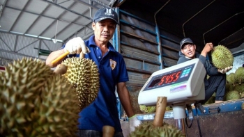 Để sầu riêng duy trì vị thế xuất khẩu tỷ đô trong tương lai