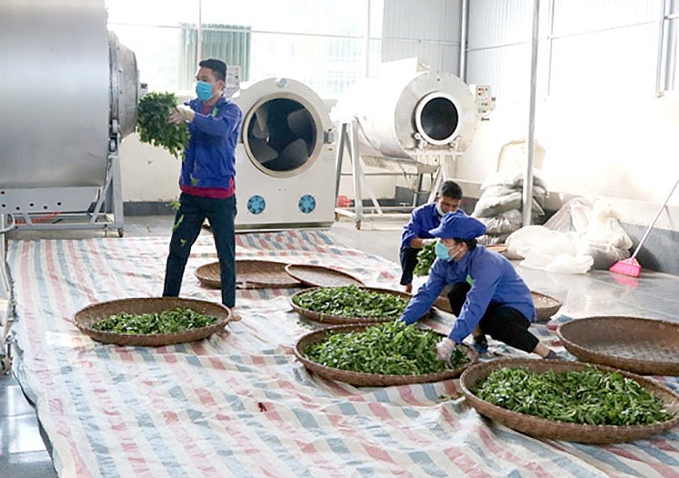 ầu tư dây chuyền chế biến chè xanh, HTX chè an toàn Long Cốc, xã Long Cốc, huyện Tân Sơn