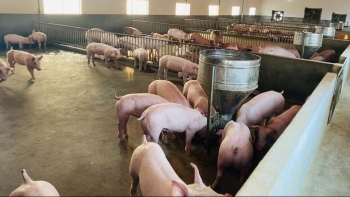 Giá heo hơi hôm nay 26/2: Thu mua cao nhất ở ngưỡng 58.000 đồng/kg