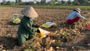 Đưa khoai lang Thanh An trở thành sản phẩm OCOP tiêu biểu của địa phương