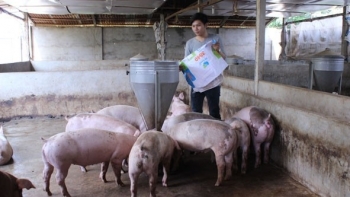 Giá heo hơi hôm nay 27/2: Tăng rải rác ở khu vực phía Nam