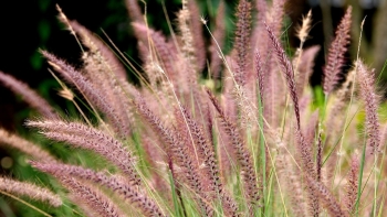 Cây đuôi chuột - Loại cây cảnh tốt cho sức khỏe